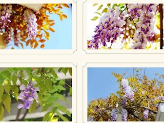 【凌霄新闻台】校园景致图鉴