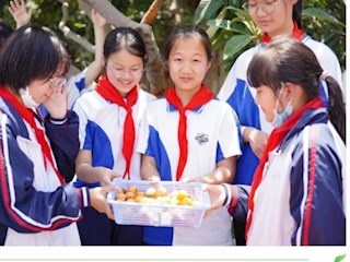 【凌霄新闻台】摘尽枇杷一树金 都是沁水甜——记吴中区宝带实验小学枇杷采摘节